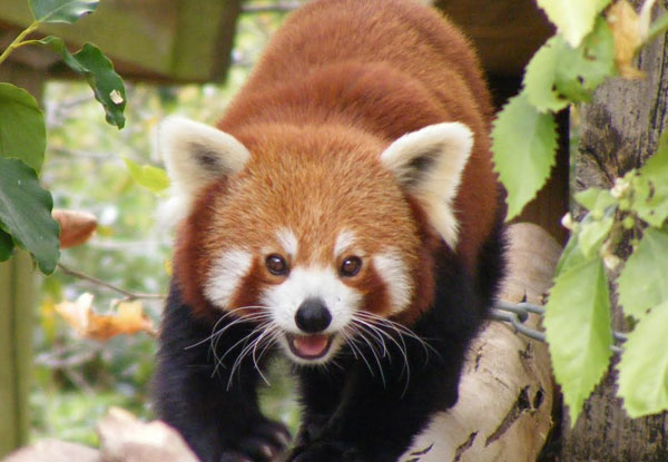 $11 for One Adult General Admission to Hamilton Zoo (value up to $23)