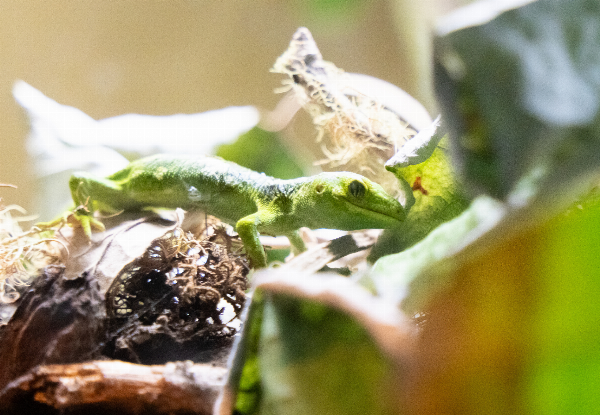 Up to 40% Off, Visit Pukaha National Wildlife Centre - Options for Single Adult Entry with Morning or Afternoon Tea, a Premium Half Day Experience for Two Adults, or a Family Guided Experience