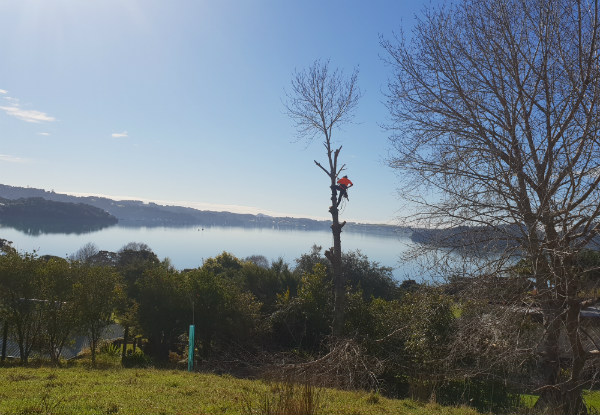 Two-Man Crew for Two Hours of Professional Tree Work Services incl. Tree Pruning, Shaping, Hedge Trimming, & Mulching - Option for Three Hours