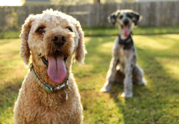 45-Minute Dapper Dog Full Luxury Grooming Package