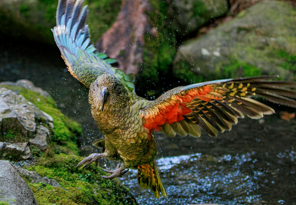 Adult Admission to Staglands Wildlife Reserve - Open Seven Days