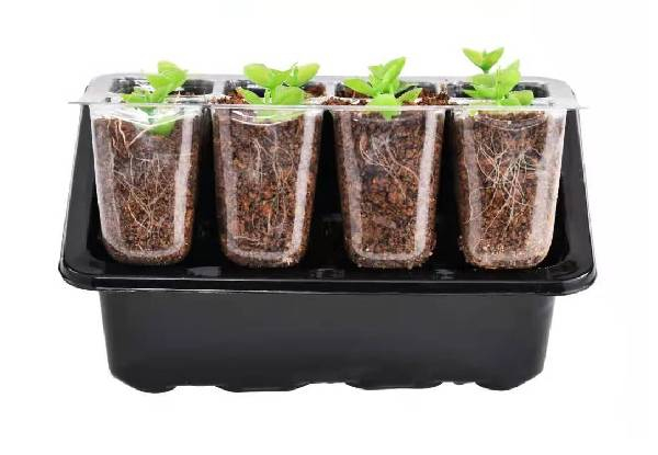 10-Pack Seed Starter Kit