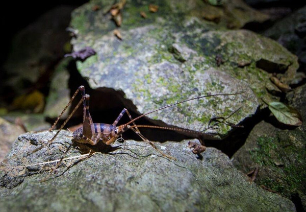 Two-Hour Zealandia by Day Guided Tour for One Adult or 2.5-Hour Zealandia by Night Guided Tour - Child Option Available