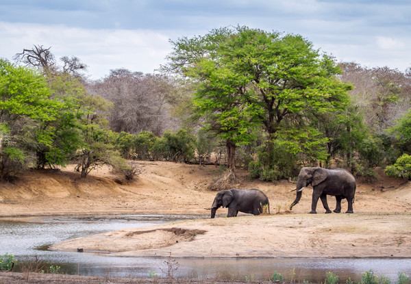 Per Person Twin Share Six Day Guided Safari Coach Tour incl. The Kruger National Park Wildlife Safari Where You Can See 'The Big 5' incl. All Accommodation & Five Activities - South Africa