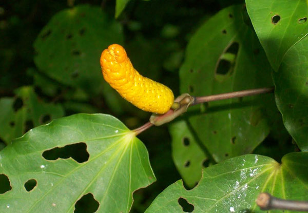 $40 for 10 Native Kawakawa Plants (value up to $60)