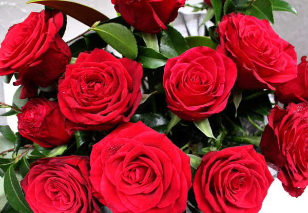 Half a Dozen Premium Red Valentine's Roses incl. Auckland Delivery - Option for 12 Roses & to incl. Teddy Bear