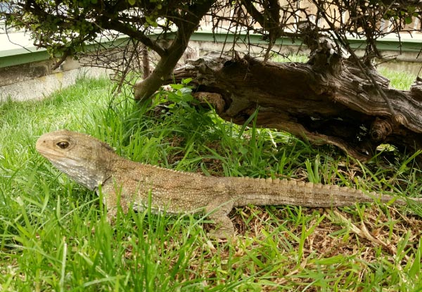 General Admission for NZ's Only Reptile Park  - Options for Adult, Child or Family Pass