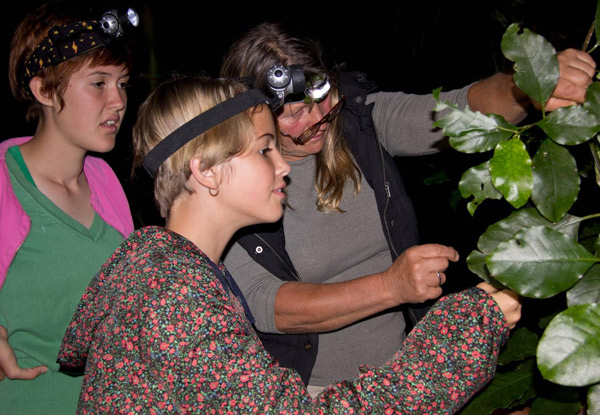 Two-Hour Night Rainforest Tour Adult Pass - Option for Children & Family Pass Available