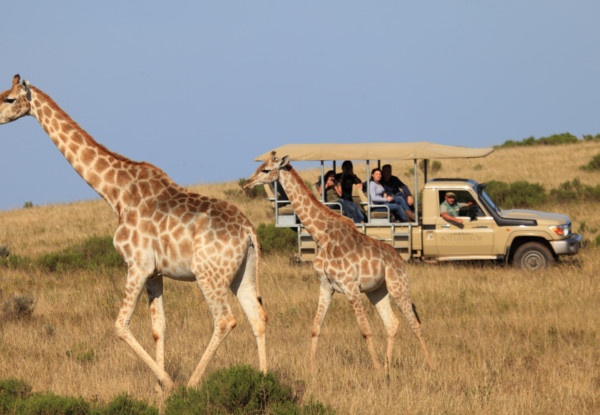 Per-Person Twin-Share for a Four-Night Luxury Full Board South Africa Safari Tour incl. Game Drive, Bird Hide Experience at Botlierskop Private Game Reserve - Option for Six Nights