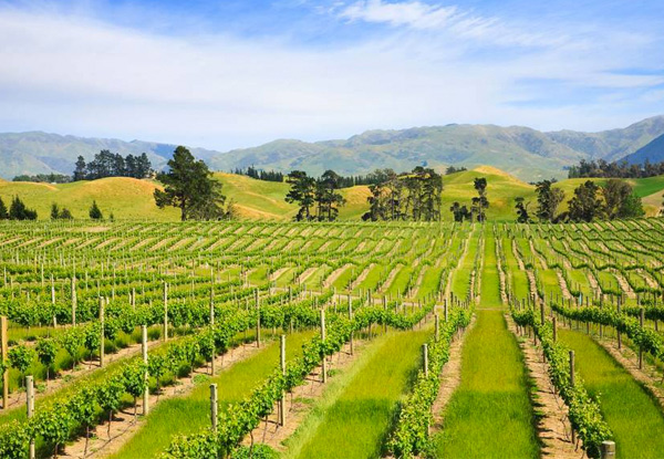 Marlborough Hop On Hop Off Tour - Visiting Vineyards, Breweries, Chocolate Factories, Classic Cars & Much More