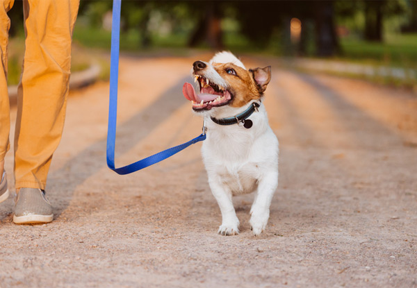 Online Diploma in Dog Training