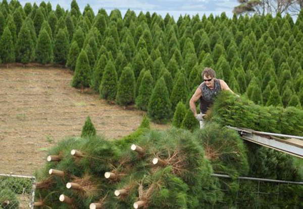 Christmas Tree incl. Removal After Christmas - Choose from Two Sizes & Six Pick-Up Locations