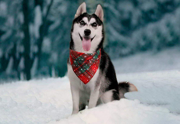 Two-Piece Christmas Snowflakes Pet Scarf Bandana Set - Available in Four Styles & Option for Four-Piece