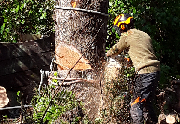 Six Man-Hours of Professional Arborist Services (Three Men for a Two-Hour Duration) incl. Hedge Trimming, Tree Pruning & Difficult Tree Removal