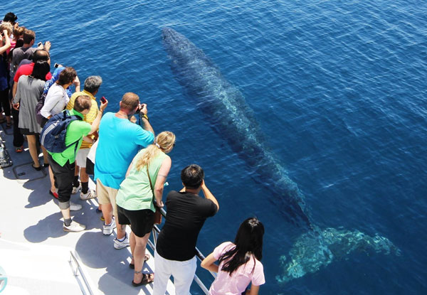 Auckland Whale & Dolphin Safari Adult Ticket 
- Option for Child Ticket Available