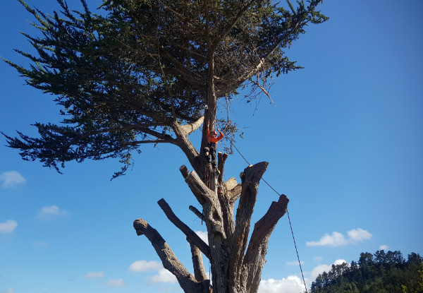 Two-Man Crew for Two Hours of Professional Tree Work Services incl. Tree Pruning, Shaping, Hedge Trimming, & Mulching - Option for Three Hours