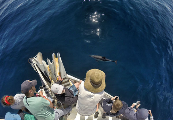 Explore Island & Wildlife Cruise - Options for Child or Family Pass Available