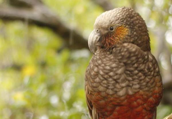 One-Night Kiwi Spotting Tour & Stay for Two People on Kapiti Island incl. Ferry Transport, Introductory Talk, DOC Permits, Dinner, Breakfast & Lunch - Option for Two-Night Stay