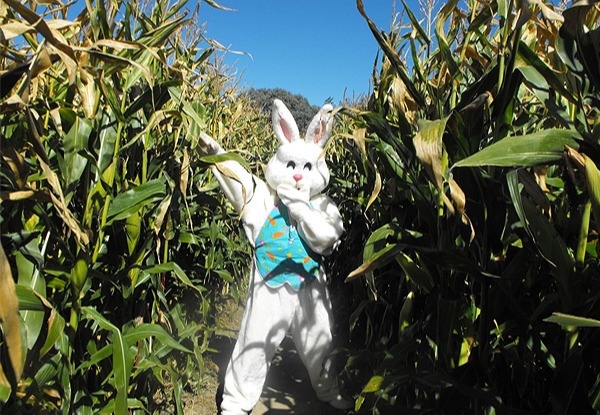 Child or Adult Entry to The Maize Maze Easter Egg Hunt