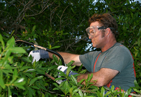 Two Hours of Tree Services by Three Workers incl. Removal of Wood & Green Waste - Option for Four Hours Available