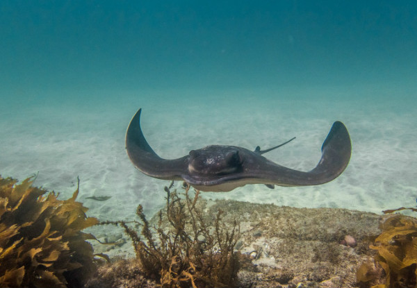 Half-Day Try Scuba Diving at Goat Island, Leigh incl. $50 Voucher for an Open Water Course  - Option for Two People