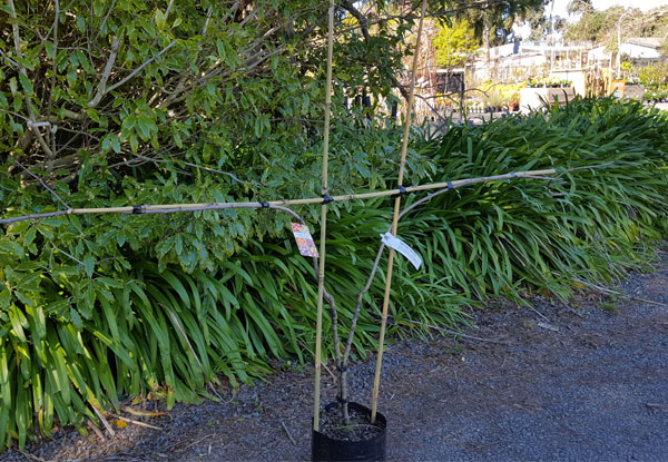 Double Grafted Apple Tree with Granny Smith & Royal Gala Combination