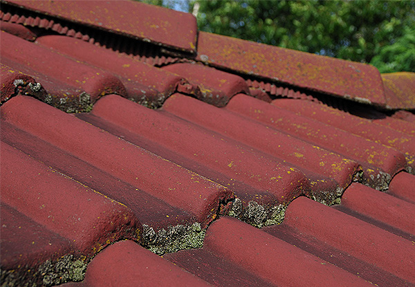 Moss & Mould Roof Treatment for a Two to Three-Bedroom House - Options for up to a Five-Bedroom House
