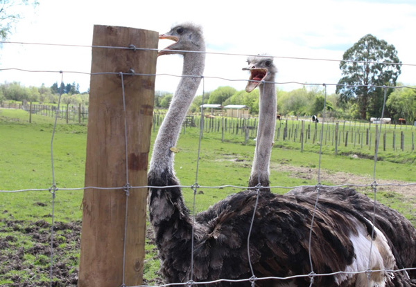 Farm Tour at Rotorua Heritage Farm - Options for Adult, Child or Family Pass