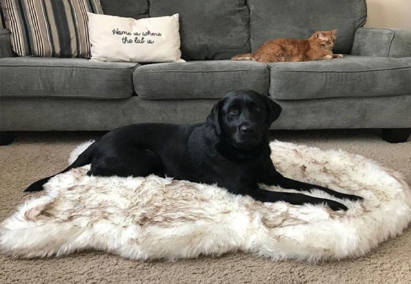 Ortho Vegan Fur Dog Bed with Memory Foam - Four Sizes Available