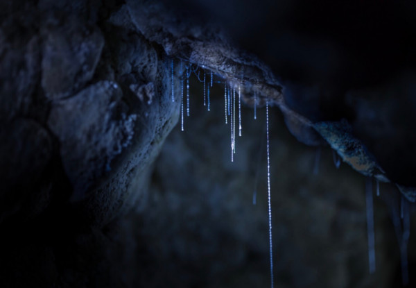 Adult Pass for Kawiti Family Glowworm Caves - Options for Two Adult Passes or a Family Pass