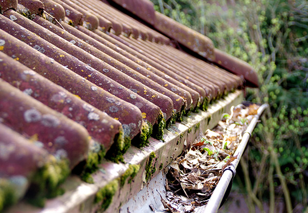 Roof Treatment for Moss, Mould & Lichen for a Three-Bedroom House incl. Roof & Gutter Clean - Options for a Four- or Five-Bedroom House