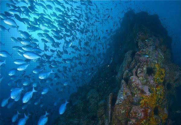 Dive Charter at Goat Island or Tawharanui Marine Reserve