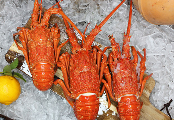 Two Fresh 450g to 500g Export Quality NZ Crayfish Delivered To Your Door - Options for Cooked Crayfish & for Four, Six or Eight Crayfish - Delivery Fee Included in Price to North Island Only with Only Six Delivery Dates Available