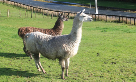 $10 for One Adult Farm Admission & a Hot Drink OR $20 for Two Adults & Two Hot Drinks - Both Options incl. a Bag of Feed Per Person & Unlimited Activities