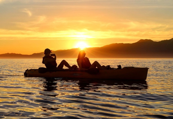 2.5 - 3 Hour Guided Kaikoura Seal & Marine Life Kayaking Experience for One Adult - Option for Child