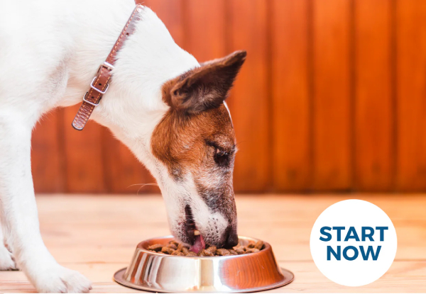 Dog Training Online Certificate Course - Option for Dog Nutrition Online Certificate Course