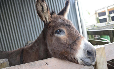 $10 for One Adult Farm Admission & a Hot Drink OR $20 for Two Adults & Two Hot Drinks - Both Options incl. a Bag of Feed Per Person & Unlimited Activities