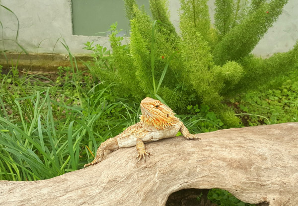 General Admission for NZ's Only Reptile Park  - Options for Adult, Child or Family Pass