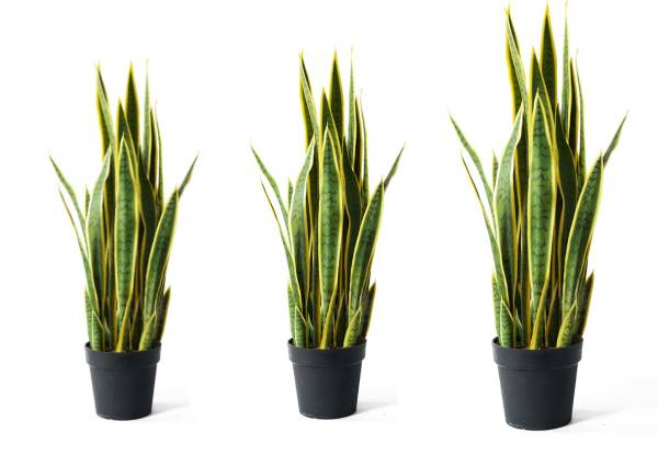 Indoor Artificial Snake Plant - Three Sizes Available