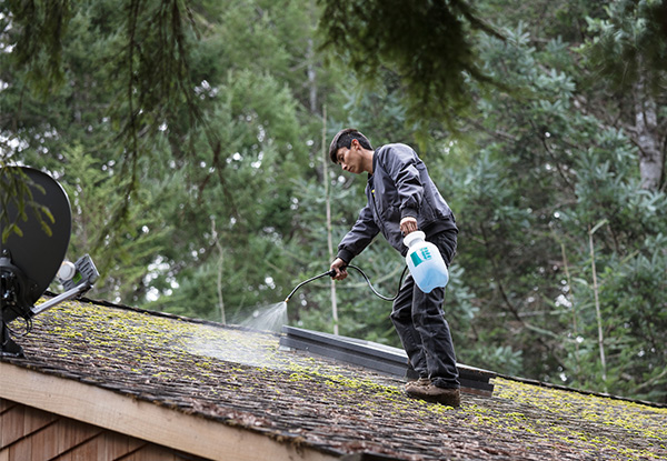 Roof Treatment for Moss, Mould, Lichen, Roof & Gutter Inspection for a Three-Bedroom Home - Options For a Four- or Five-Bedroom Home