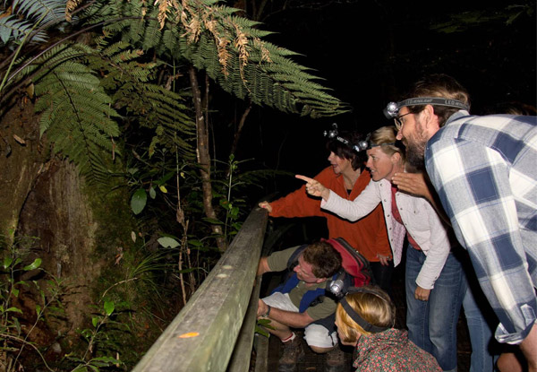 Two-Hour Night Rainforest Tour Adult Pass - Option for Children & Family Pass Available