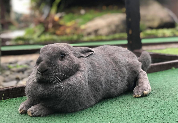 Bunny Rabbits & Family Fun Playing One Round Daytime Mini Golf - Options for Adult, Child or Family Pass