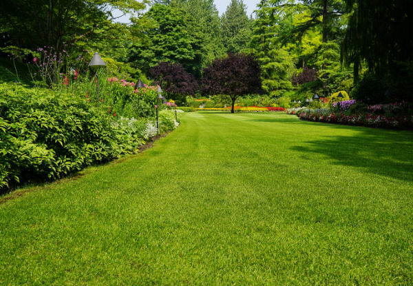 Winter Lawn Treatment Service - Options for Lawn Area up to 320m2