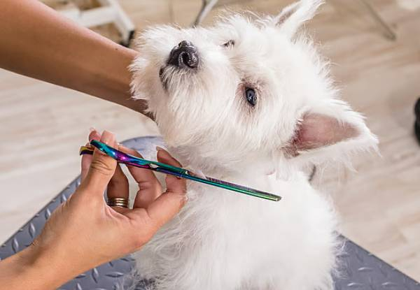 45-Minute Dapper Dog Full Luxury Grooming Package