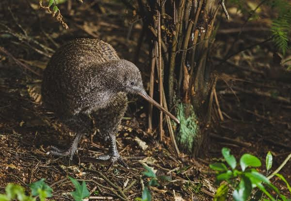 Family Pass to the Otorohanga Kiwi House & Native Bird Park