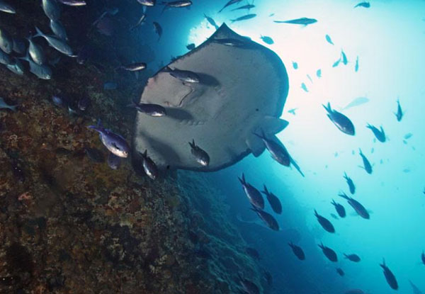 Dive Charter at Goat Island or Tawharanui Marine Reserve