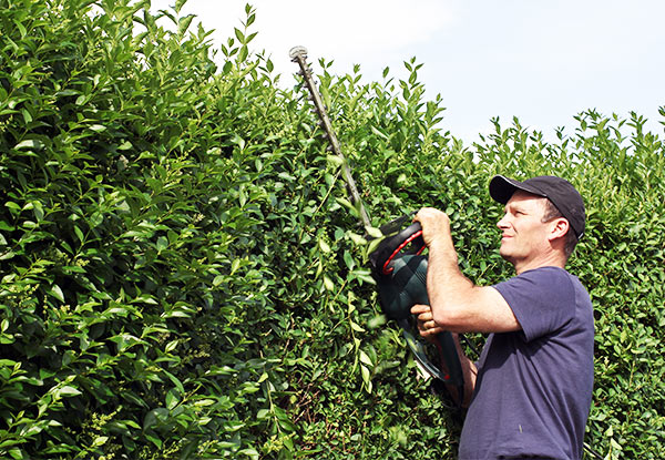 $75 for Two Hours of Hedge & Light Tree Trimming or $149 for Four Hours