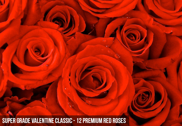 Premium Valentine's Classic Red, White or Pink Roses incl. Auckland Delivery - Arrangement Options Available