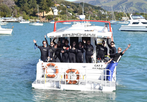 Swim in the Wild with Hector Dolphins in Akaroa for One Adult - Option for Child