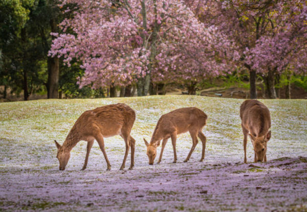 Per-Person Twin-Share Seven-Night Japan Essential Tour incl. Accommodation, Entrance Fees, English Speaking Guide, Stop Ins & More